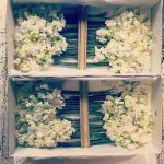 udorroseflorist-sweetpeas-wedding-events-suffolk-burystedmunds